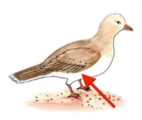 námàkù