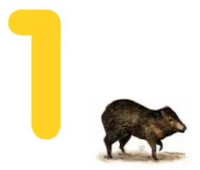 núúkììka