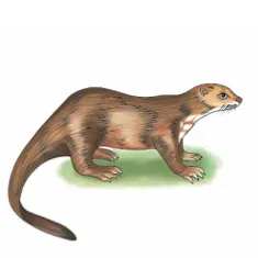 kanasi