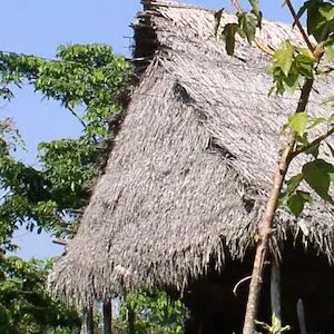 papaku