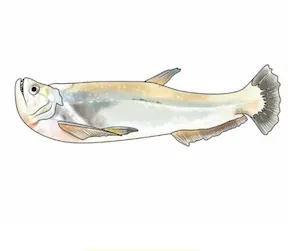 aakaari