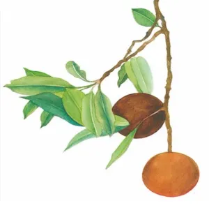 anakana