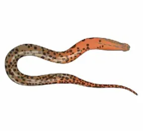 pisúùnì