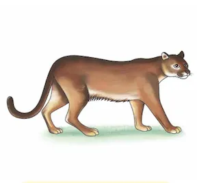 mɨyaara