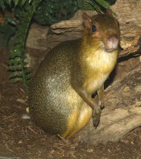 arasaaki