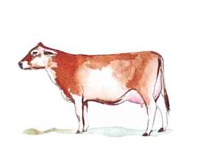 waka