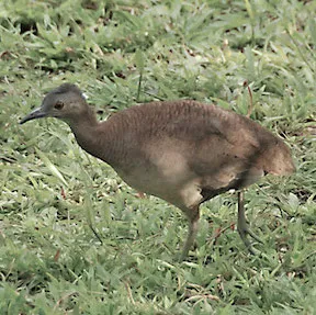 saakáákùùja