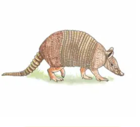 íísùùja