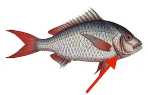 amúùkù