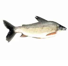 kaawáánààri