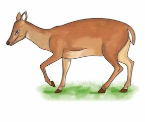 áákùsàna sikiáàjà