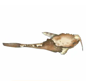 rɨkáànì