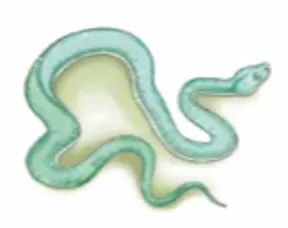 siriija