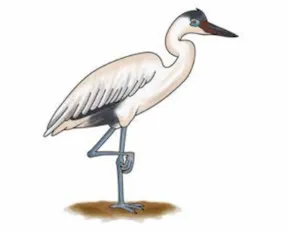 wápàpà