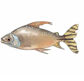 sipari