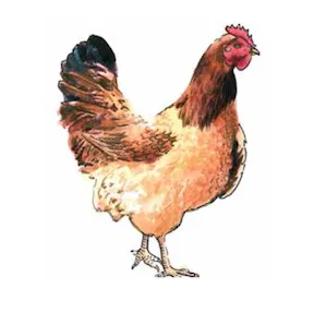 kaakárààja