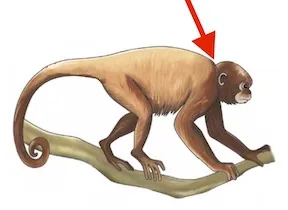 ríkììja