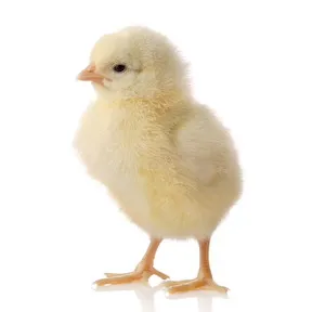 kakárààja nɨyini