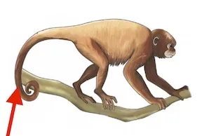 aniáàsì