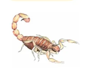 tákùsì