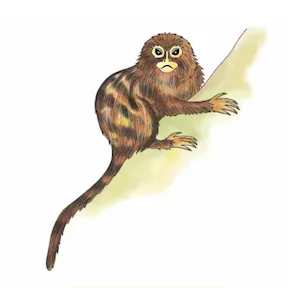aayijiija