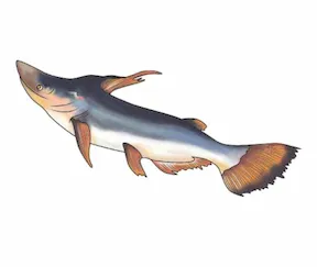 piruja