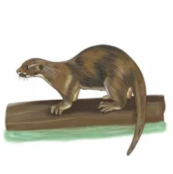 múúkwànàsi