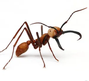 riitaki