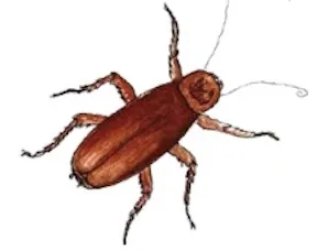 íísùùja