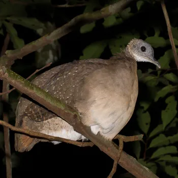 pisaja