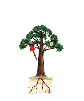 náànà ínììsi