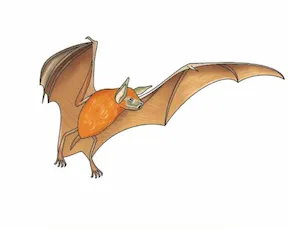 jaati