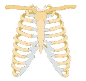 papaku