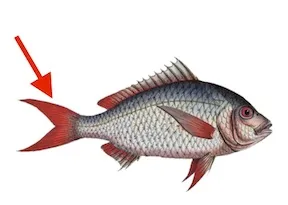 ííwààsi
