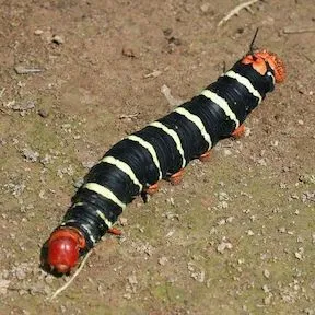 jinakaníìnì