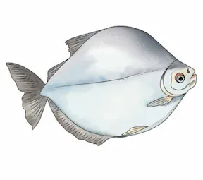 nimaku