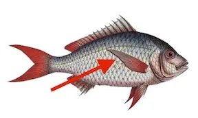 tááràà