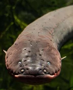 pirusu
