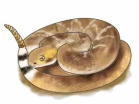 aminakíìsì