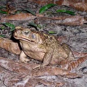 makwaati