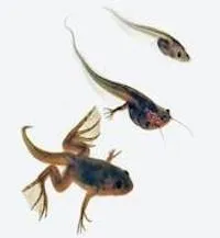ajaruuja