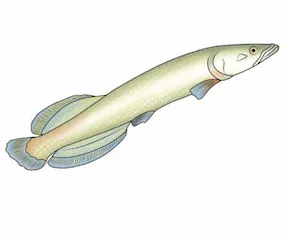 sámùù