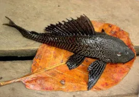 wááyùùri