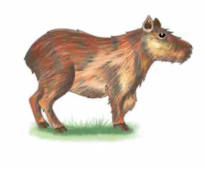 kapíwàrì