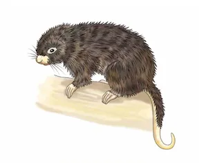 sikuja