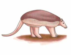 aasámààja