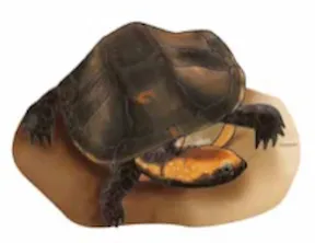 siaariáàpà