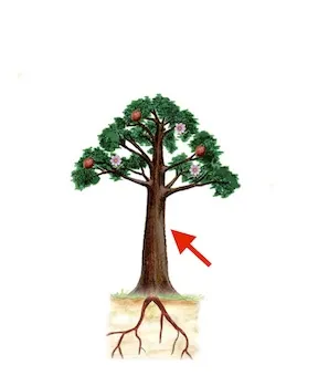 ánààja