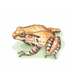 muusi