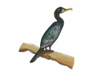 kusiúùrì